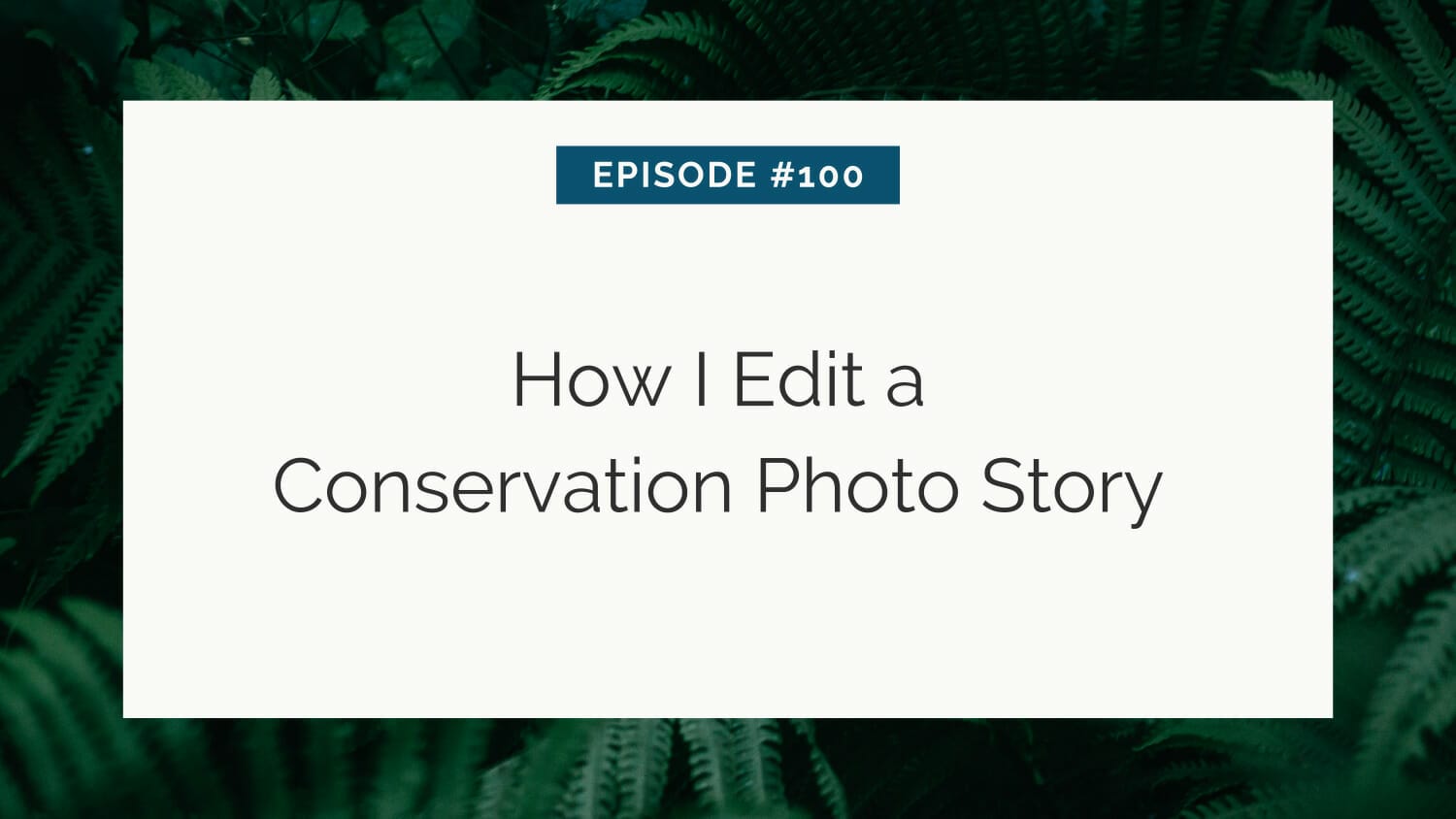 Episode #100: how i edit a conservation photo story, set against a backdrop of lush green foliage.