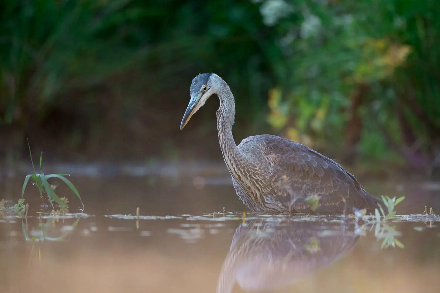 Great blue heron standing in shallow water with a reflection and vegetation in the background.
