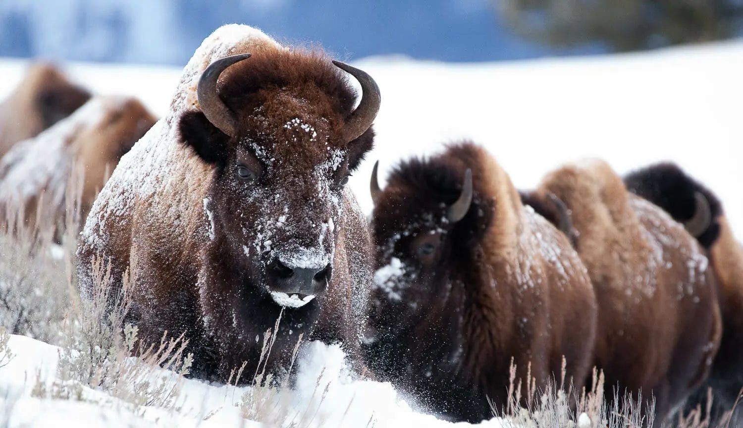 A herd of bison with snow on their faces walking through a snowy landscape.