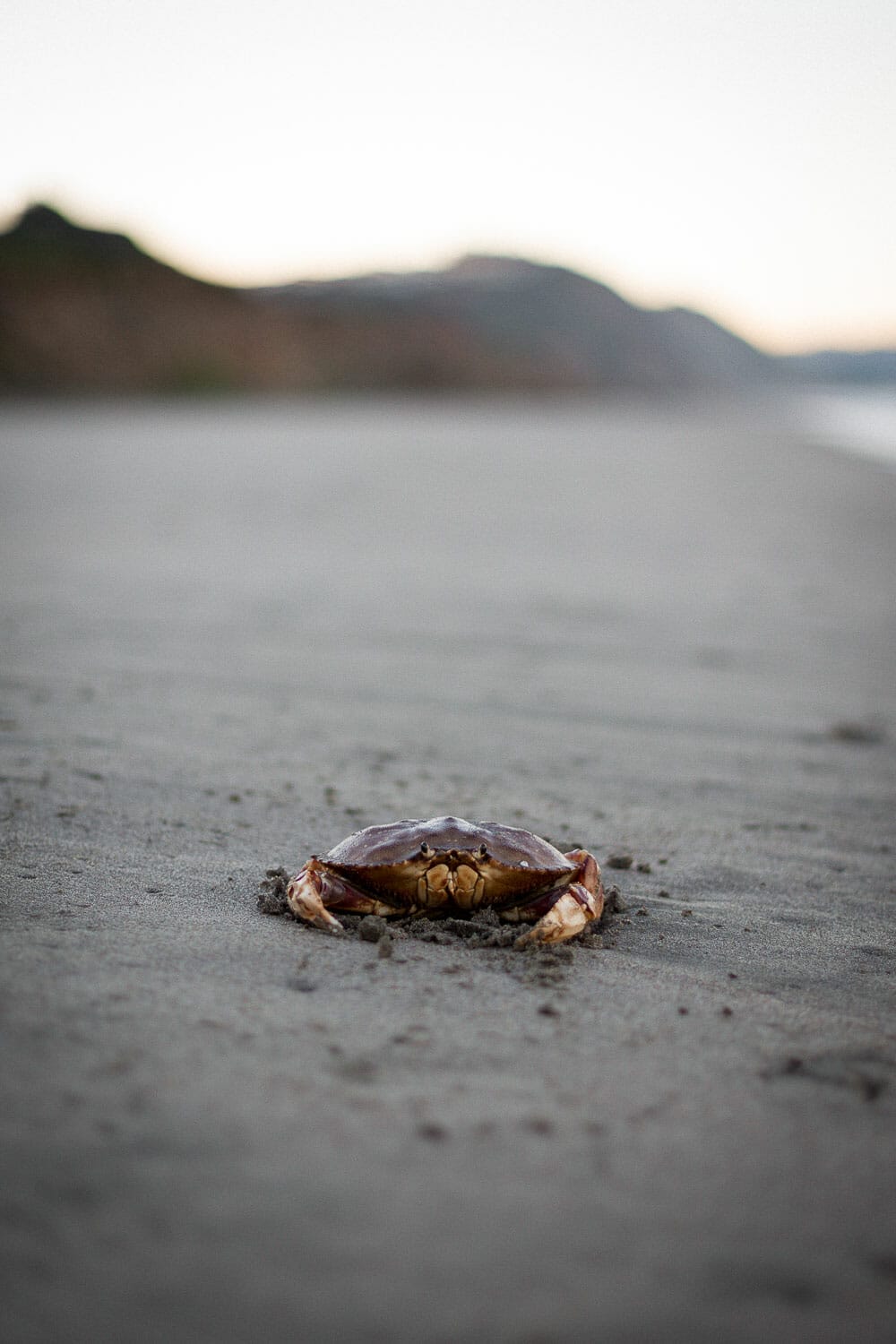 A lone crab on a sandy beach with a blurred background of a hill.