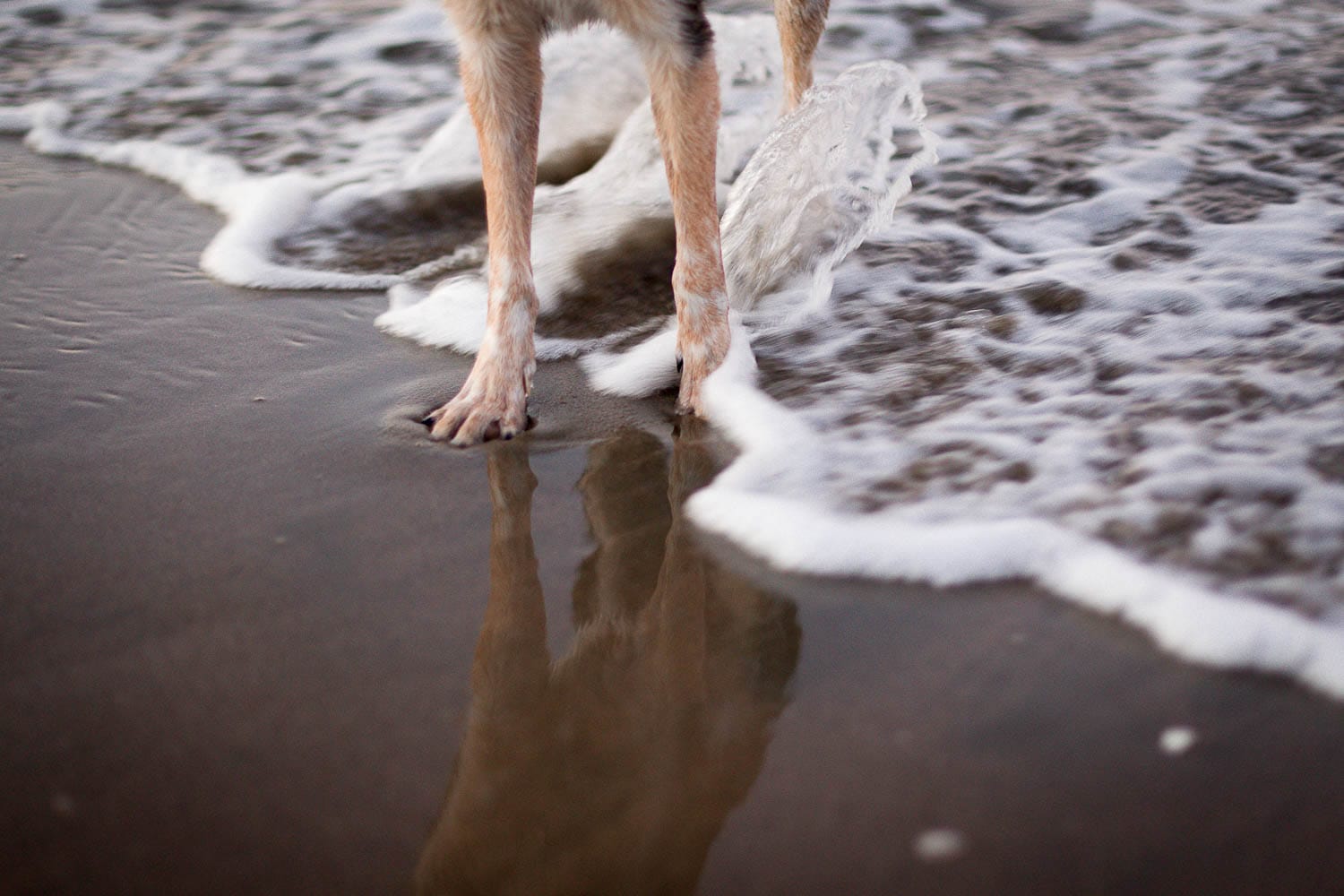 A dog's paws and lower legs on a wet sandy beach with a wave's foam touching them.