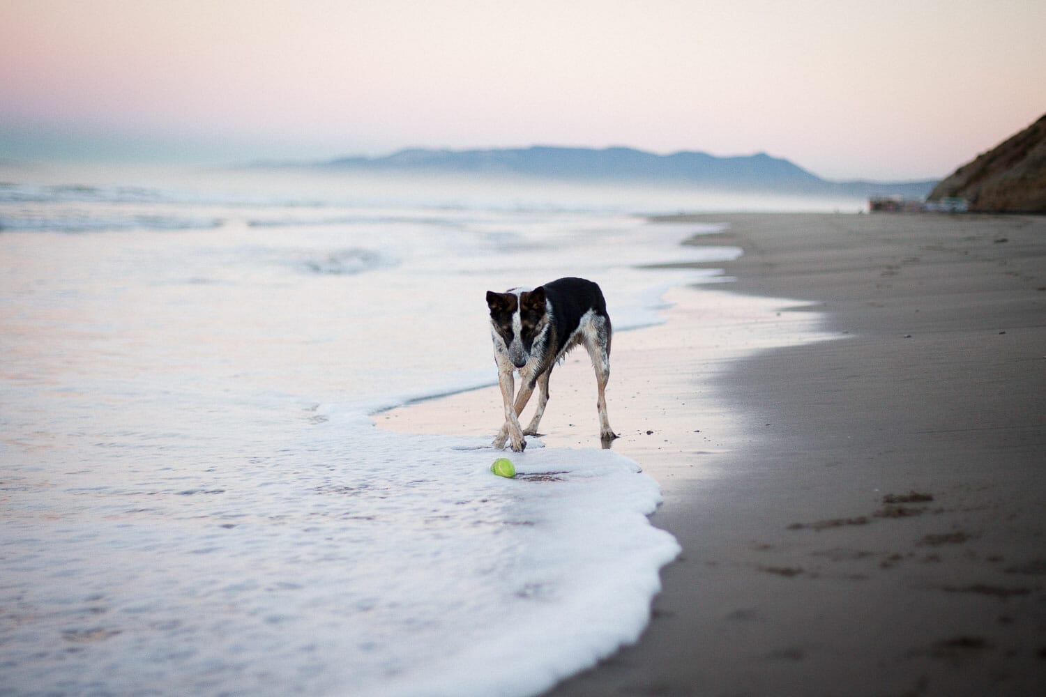 A dog standing on a beach with a ball near the water's edge at twilight.
