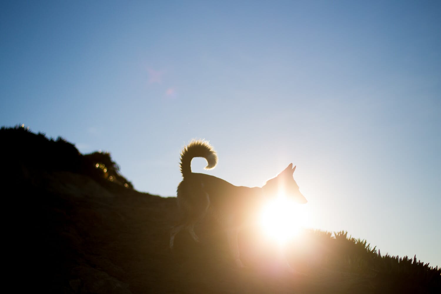Dog silhouetted against the sun on a hillside at dusk.