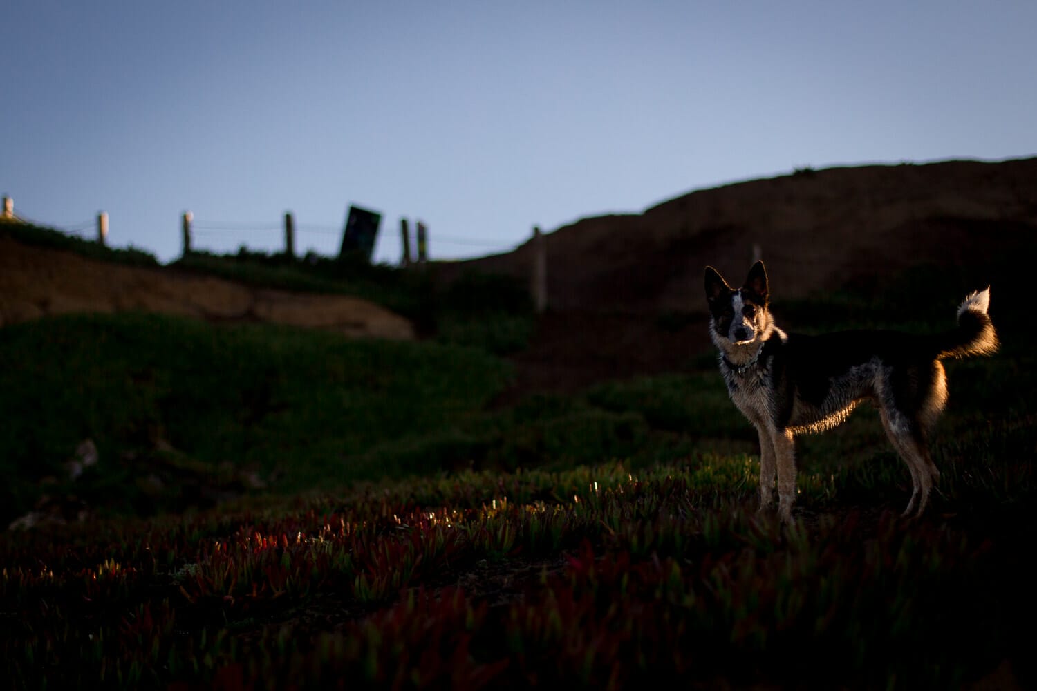 Dog standing on a hillside at dusk.