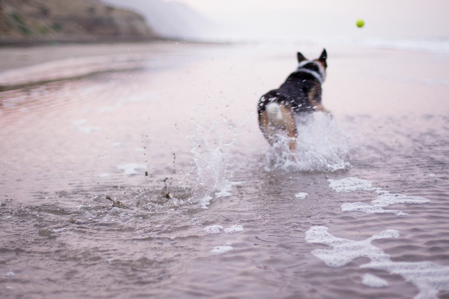 A dog chasing a ball in shallow beach water.