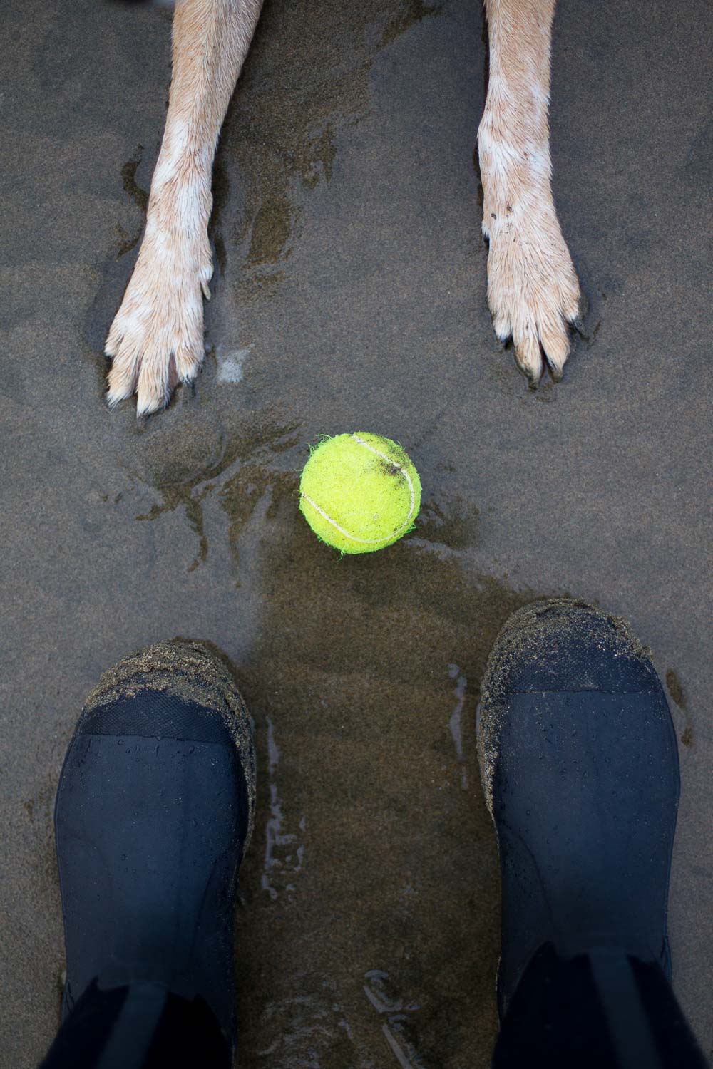 A person in boots and a dog standing opposite each other with a tennis ball in between on wet sand.