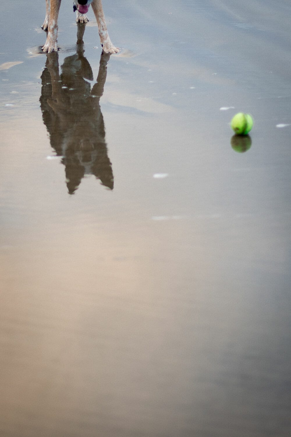 Dog standing in water looking at a tennis ball.