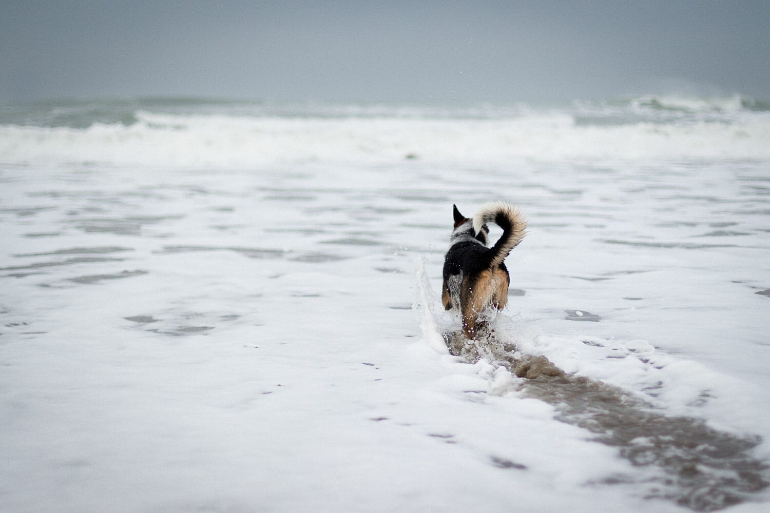 Dog running on the beach towards the ocean waves.