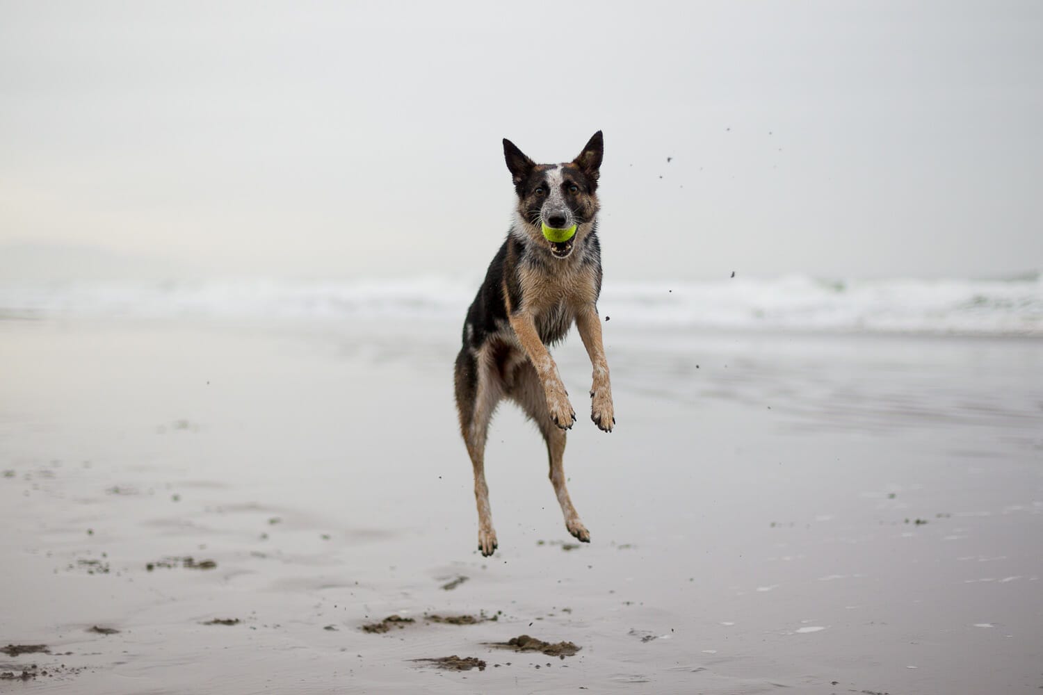 Dog catching a ball on a beach.
