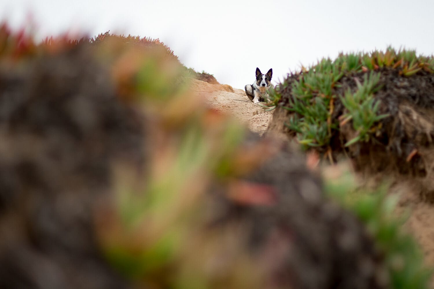 A dog peering through a gap between succulent plants on a sandy trail.