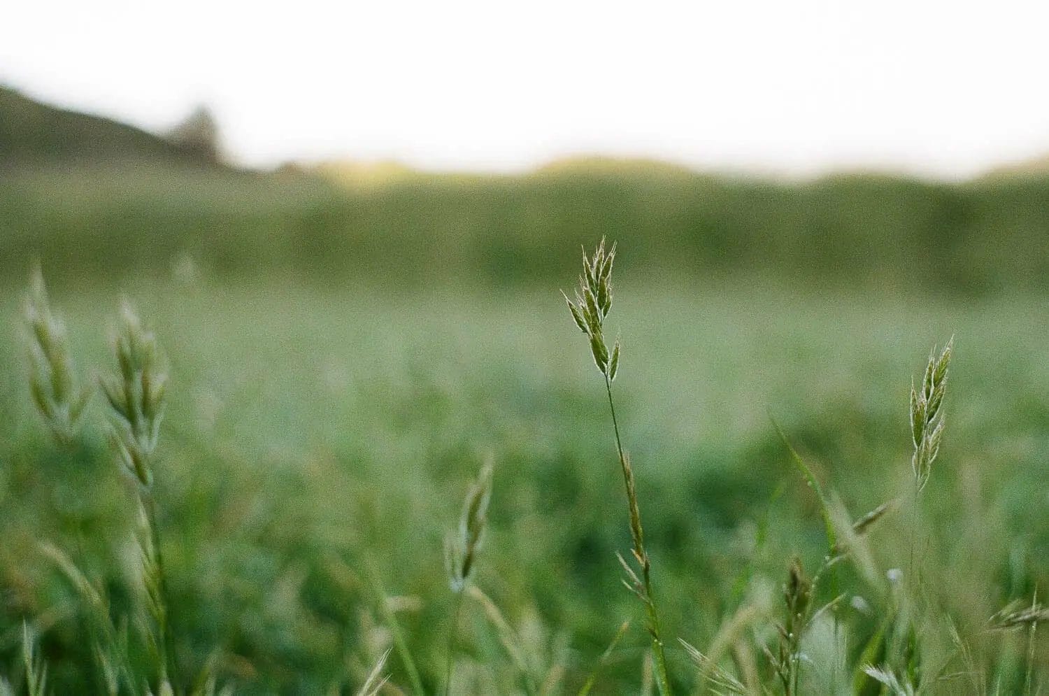 Close-up of grass blades with a softly focused natural background at dusk.