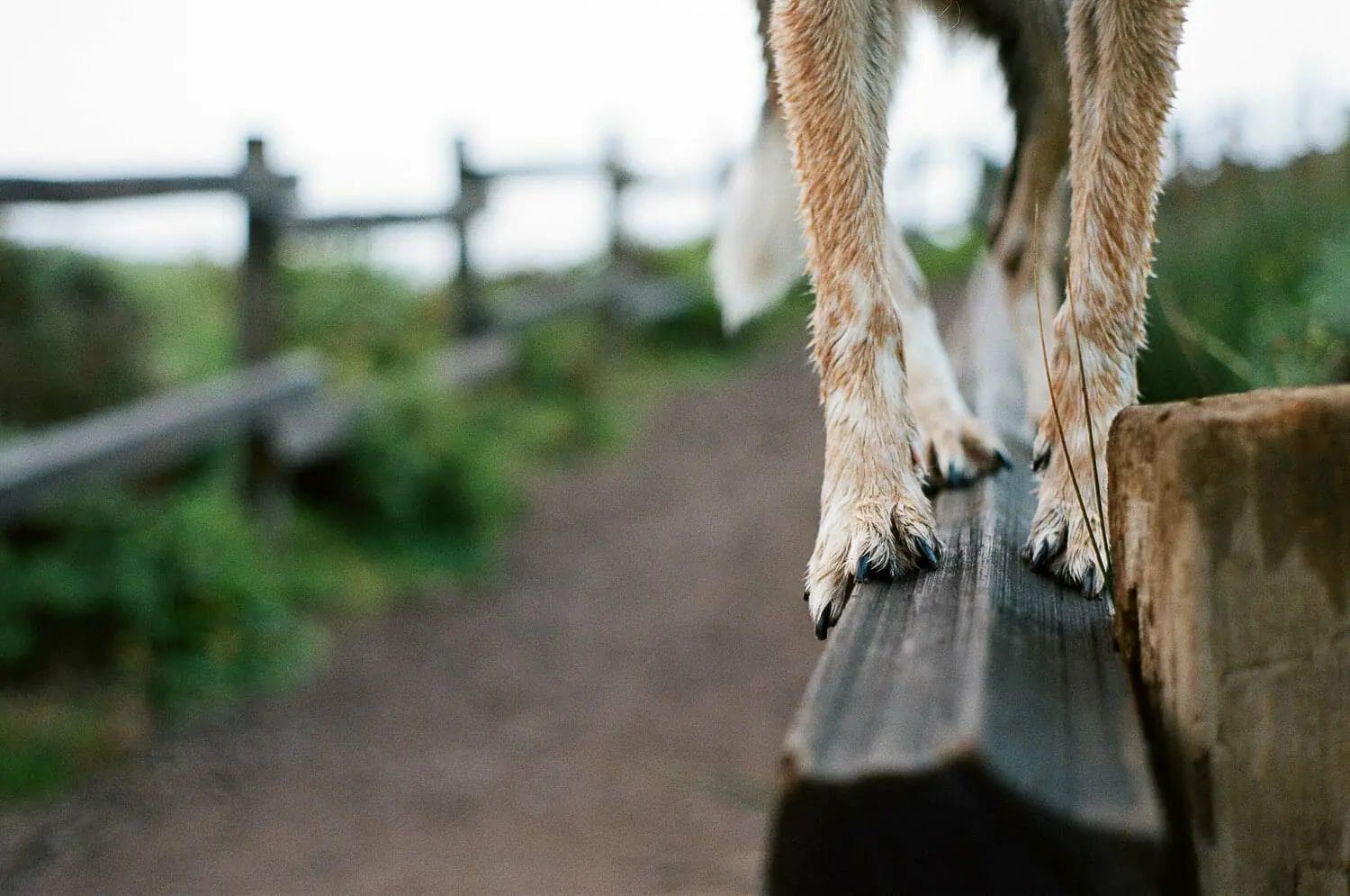 Dog paws resting on a wooden fence along a nature trail.