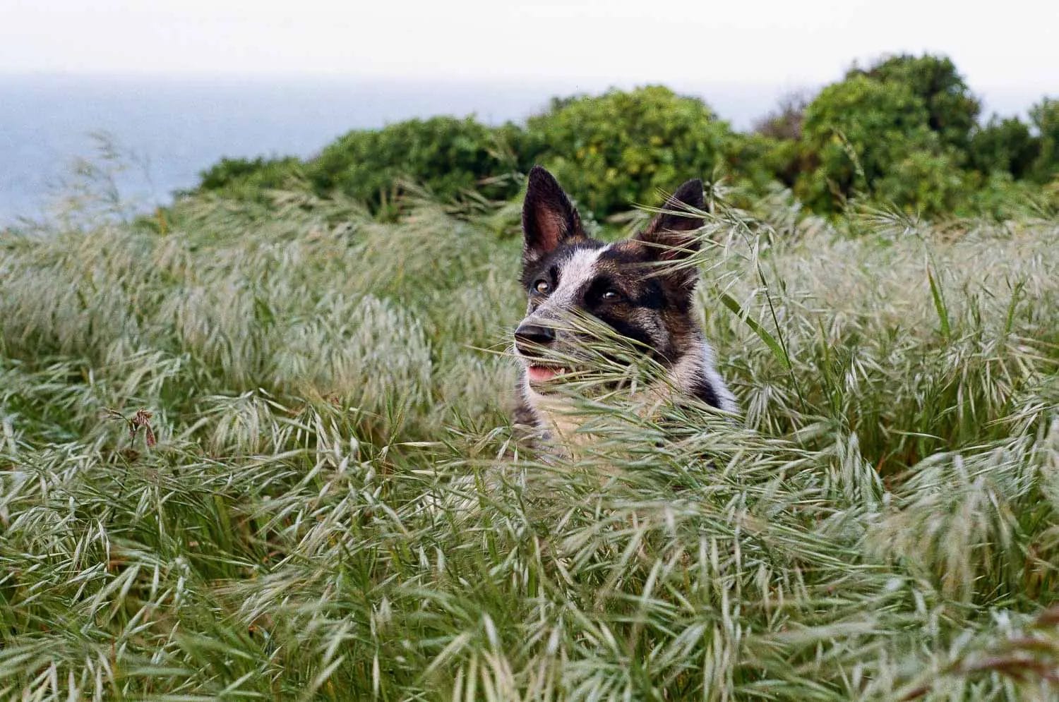 A dog peeking through tall grass with the ocean in the background.
