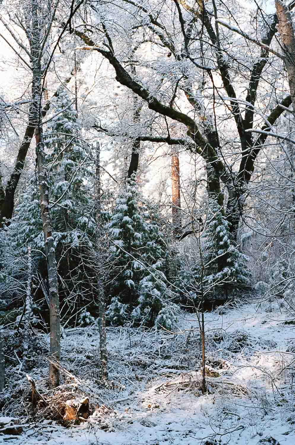 A tranquil winter forest scene with snow-covered trees and sunlight filtering through the branches.