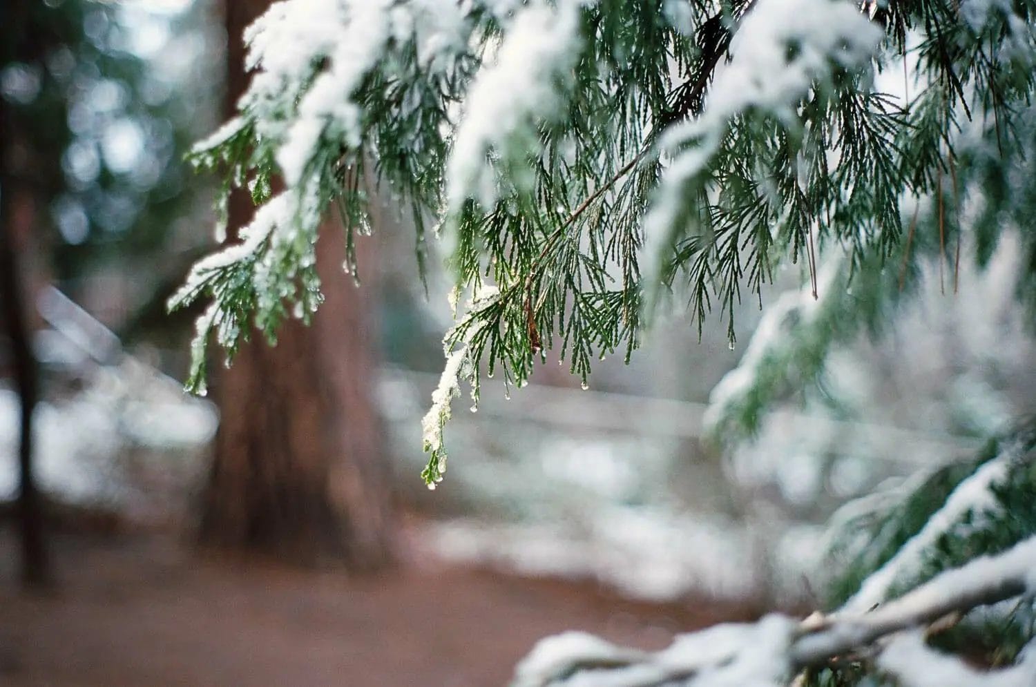 Snow-dusted pine branches with a softly blurred forest background.