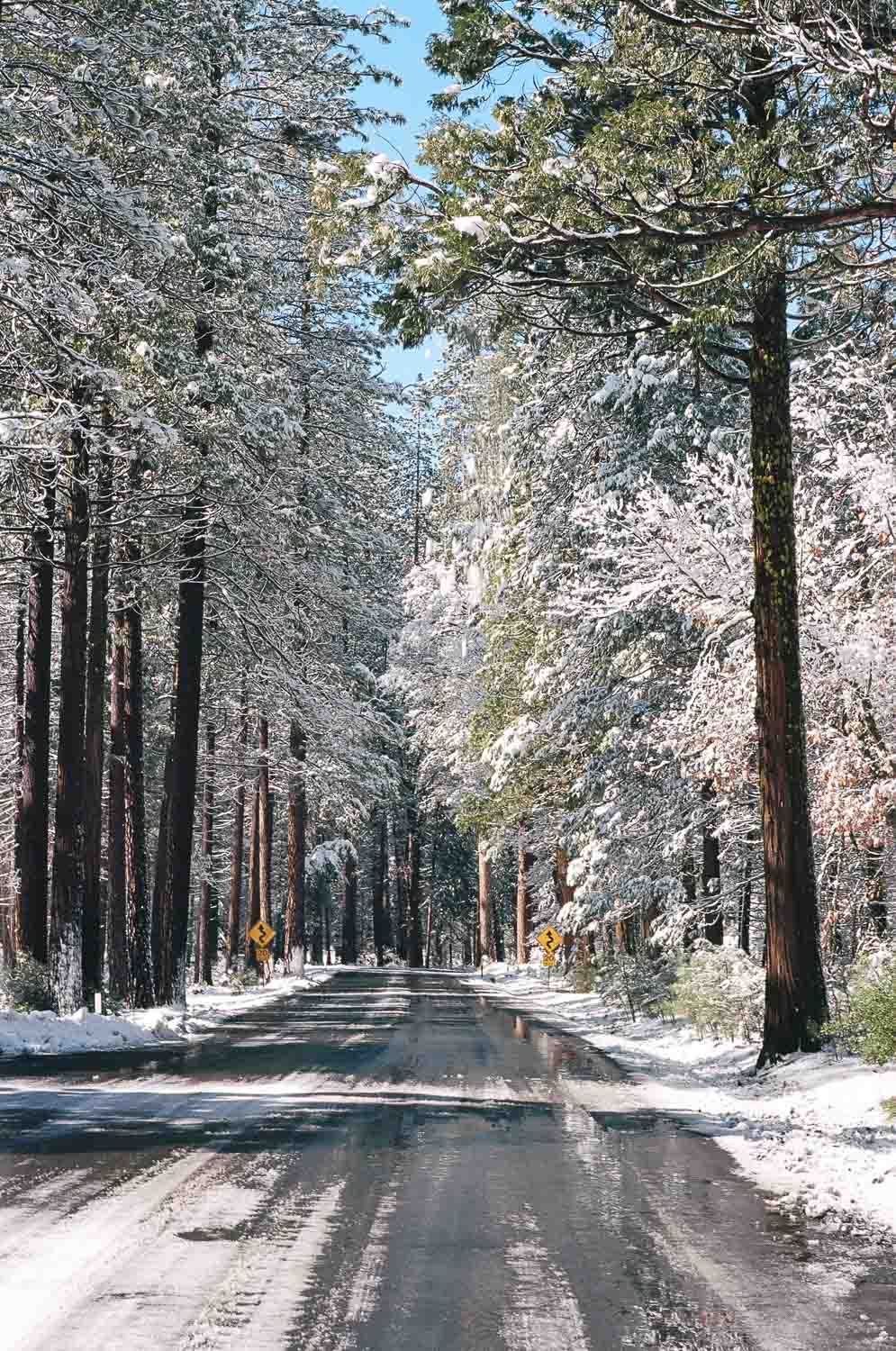 A road flanked by snow-covered trees on a sunny day.