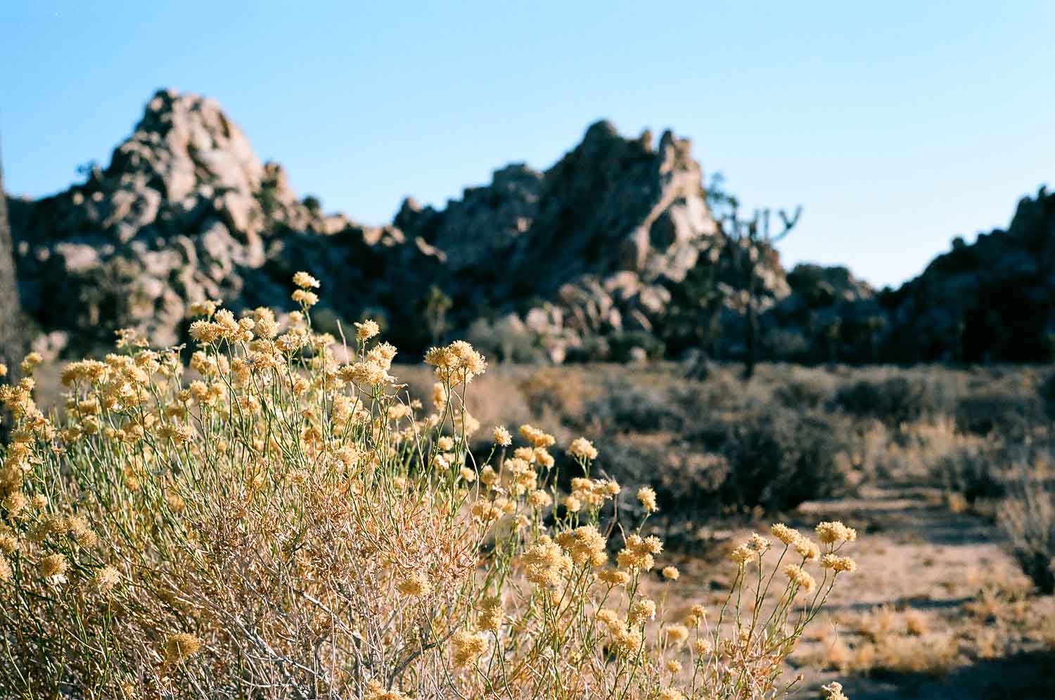Rocky desert landscape with wildflowers in the foreground.