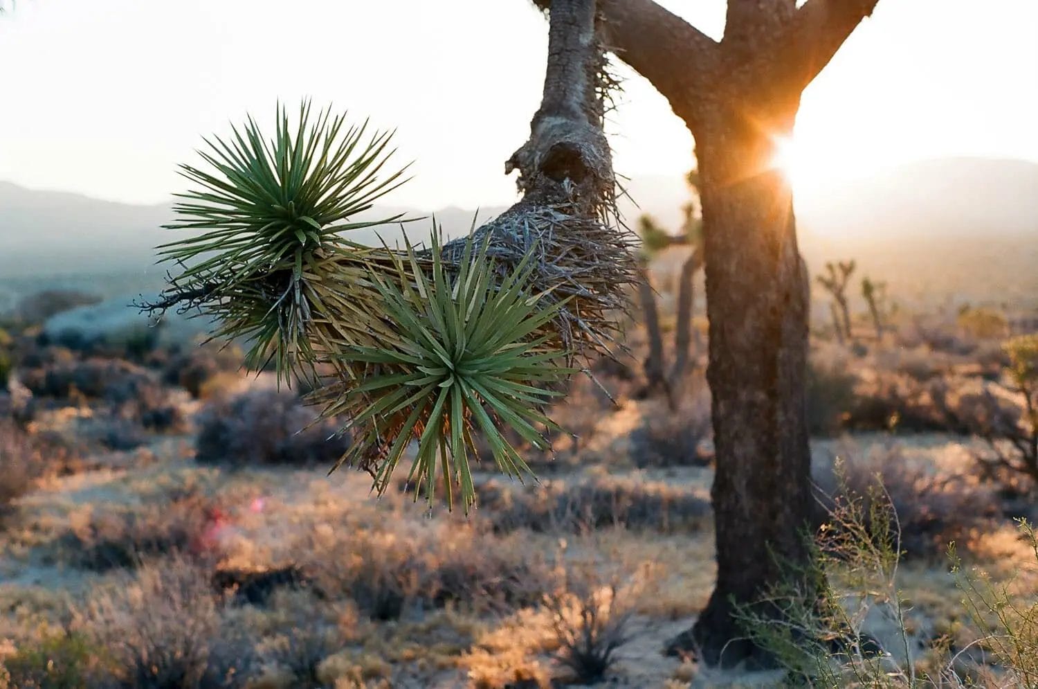 Sunset in a desert with a close-up of a joshua tree branch.