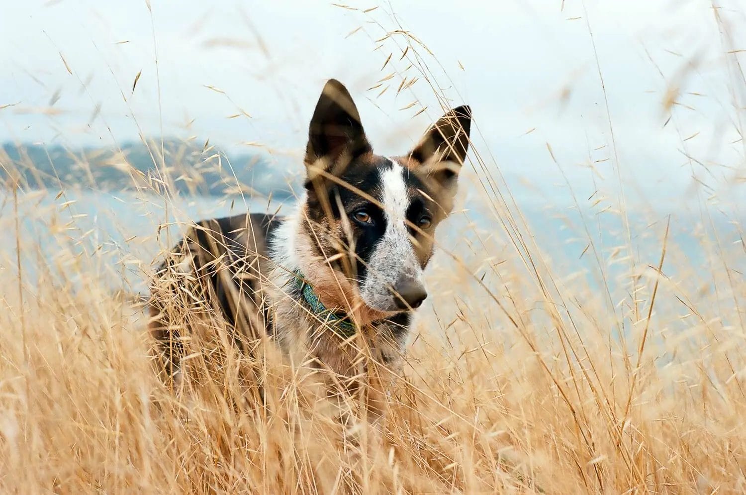 A dog with a black and brown face peeking through tall golden grasses.