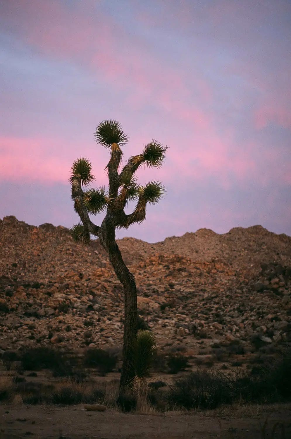 A solitary joshua tree stands against a dusk sky with pink clouds and a rugged mountain backdrop.