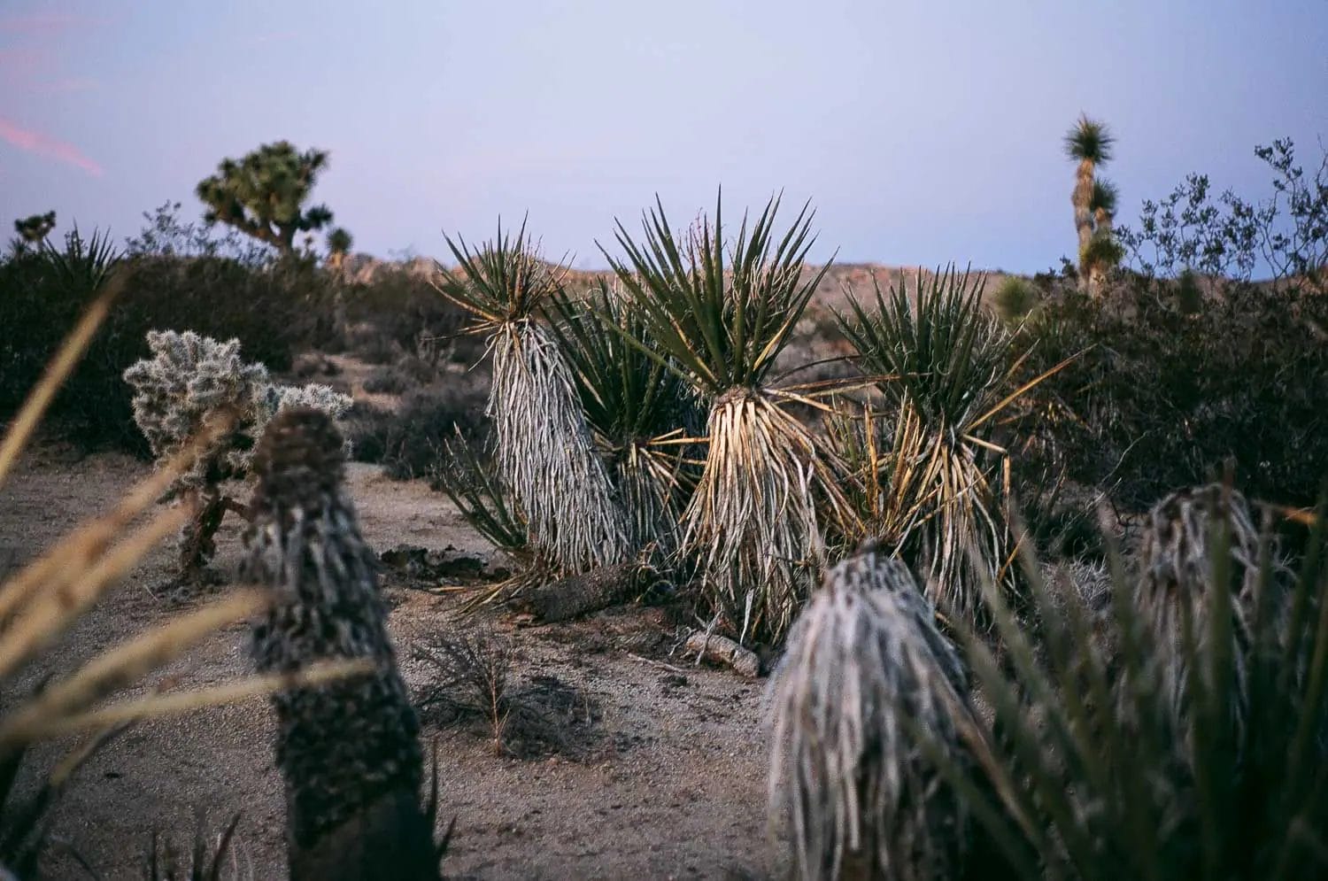 Twilight in the desert with yucca plants and cacti.