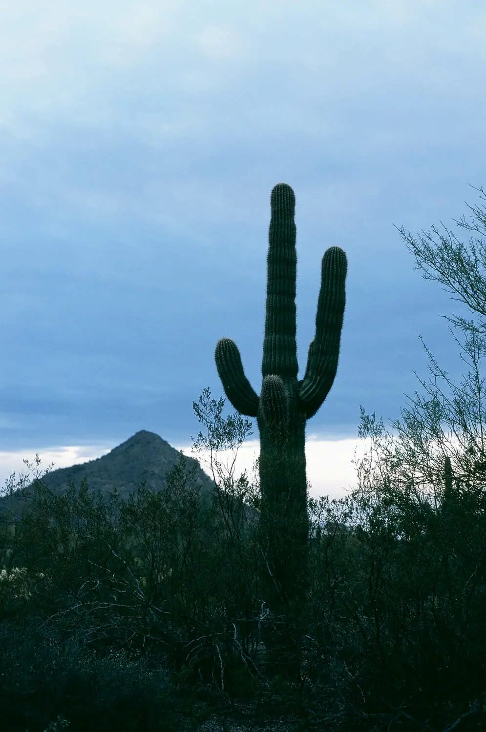 A saguaro cactus stands against a twilight sky in a desert landscape.