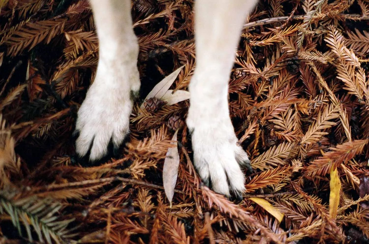 Dog's paws standing on a bed of autumn leaves.