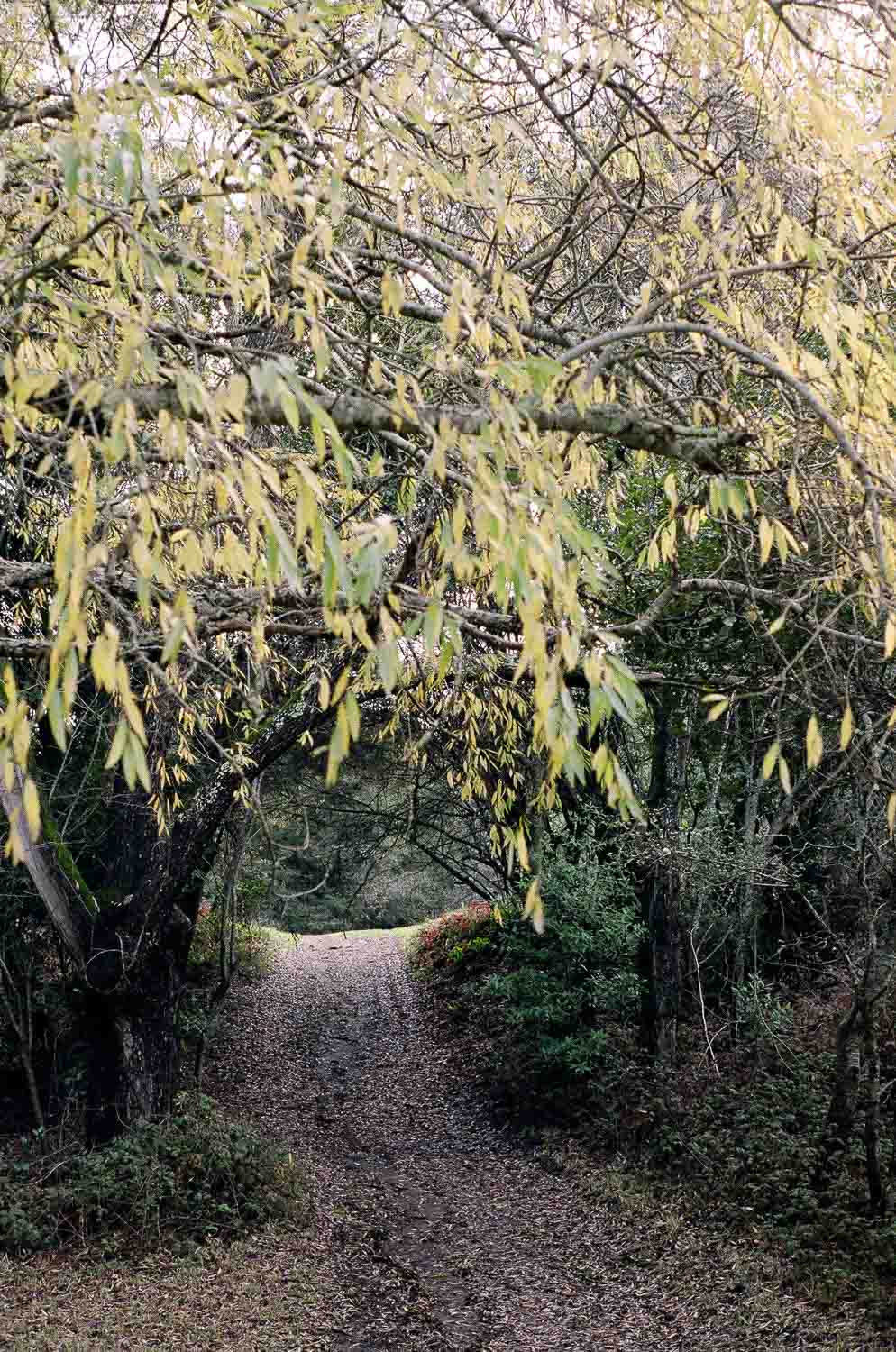 Dirt path winding through a tranquil forest with overhanging branches bearing yellow leaves.