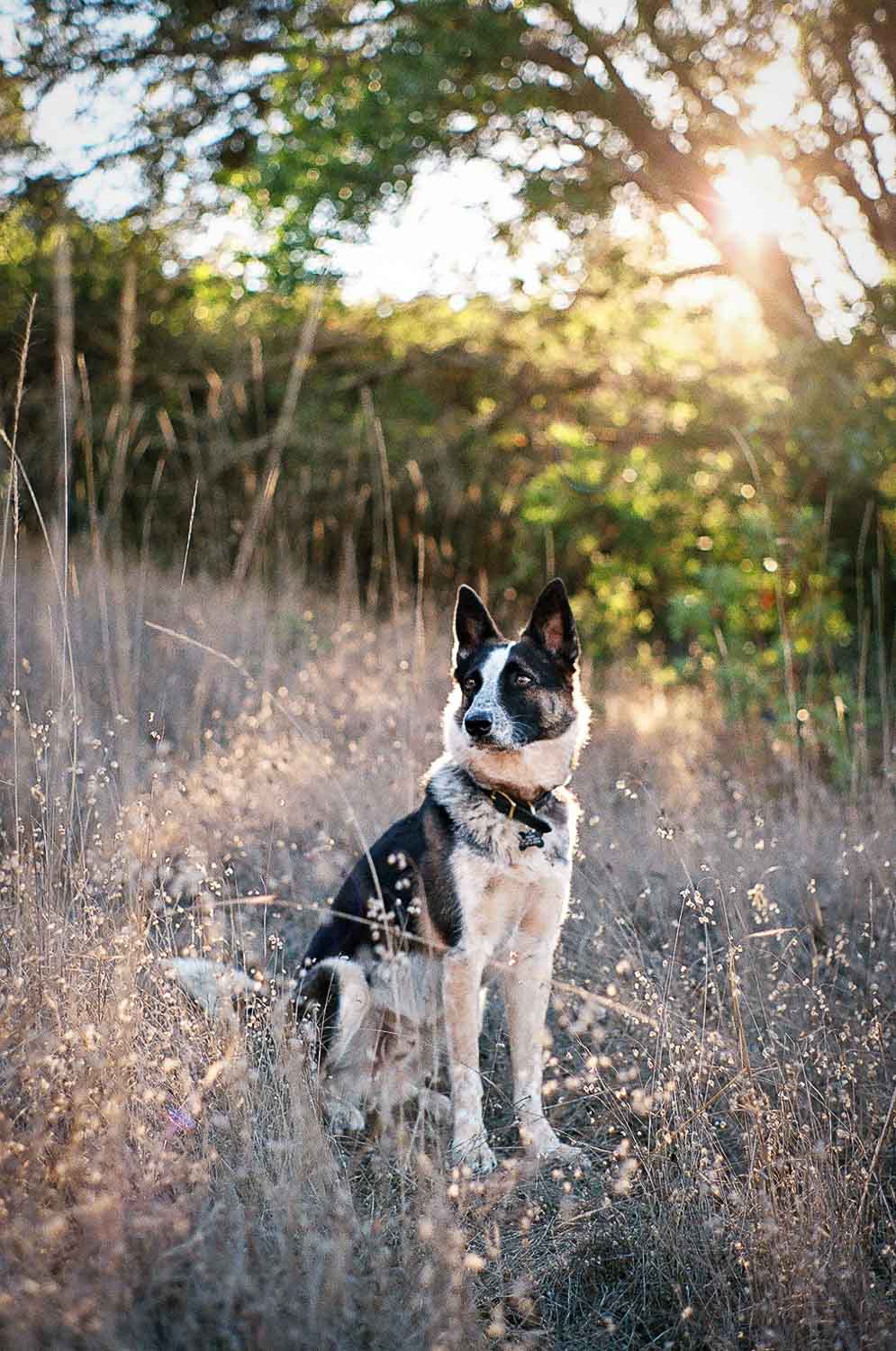 Dog sitting in a field with sunlight filtering through trees in the background.