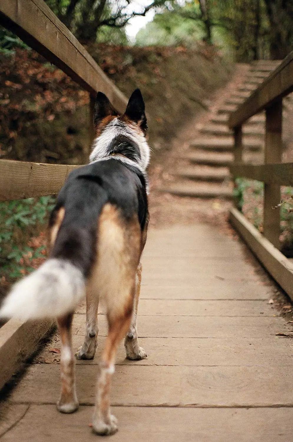 A dog standing on a wooden walkway looking ahead, surrounded by lush greenery.