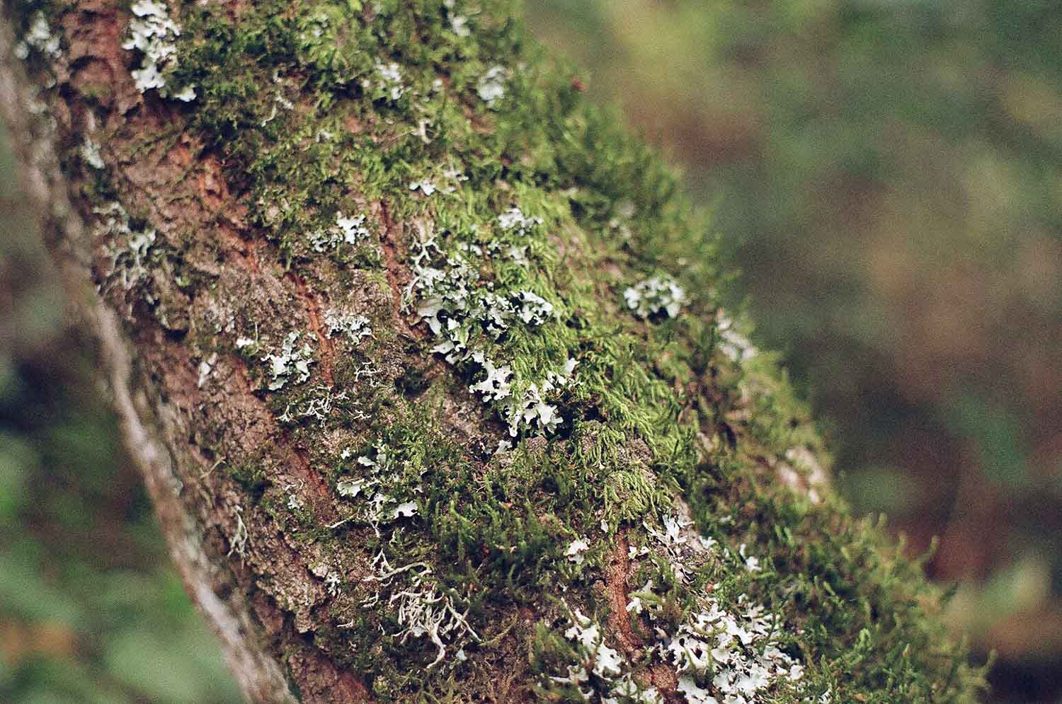 Close-up of moss and lichen growing on a tree bark.