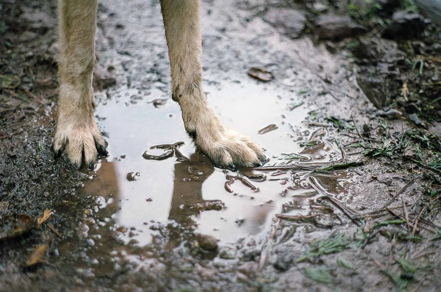 A dog's paws standing in a muddy puddle.