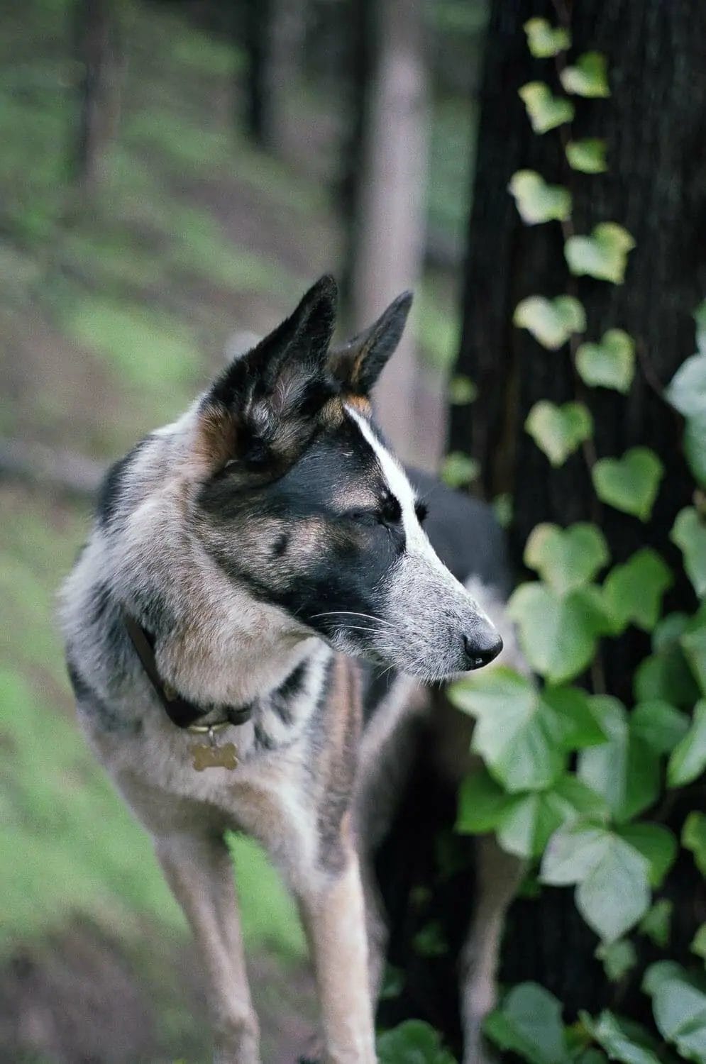A german shepherd dog standing in a forest, gazing intently into the distance.