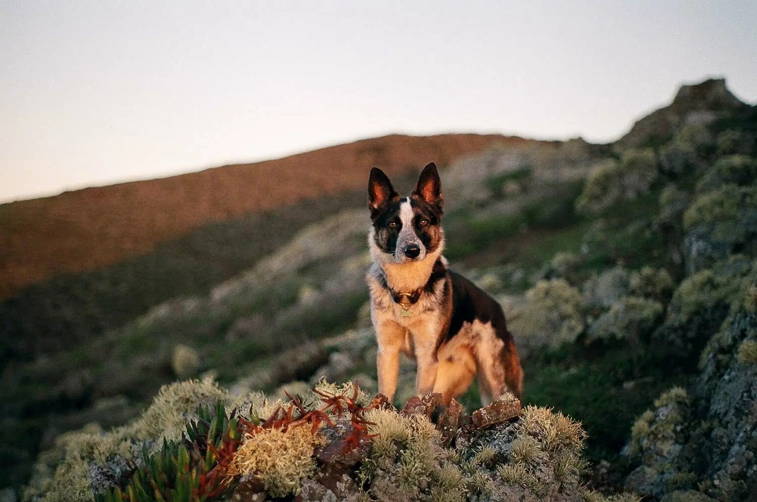 A german shepherd dog sitting on a mountain trail at dusk.