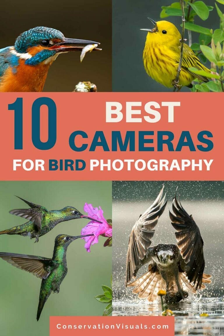 Best Cameras For Bird Photography (2025)