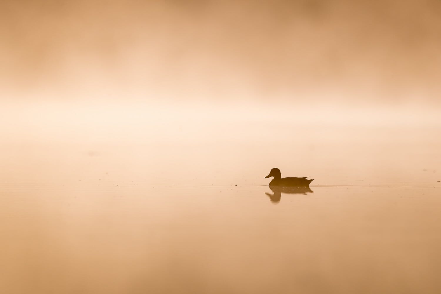 A solitary duck silhouetted against a golden-hued water surface at dusk.