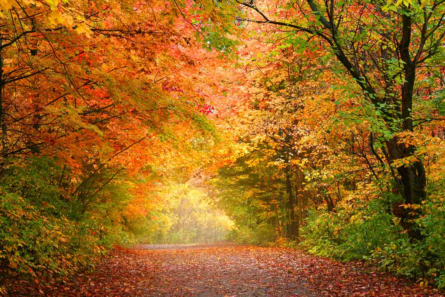 A serene autumn path with trees showcasing vibrant fall foliage.