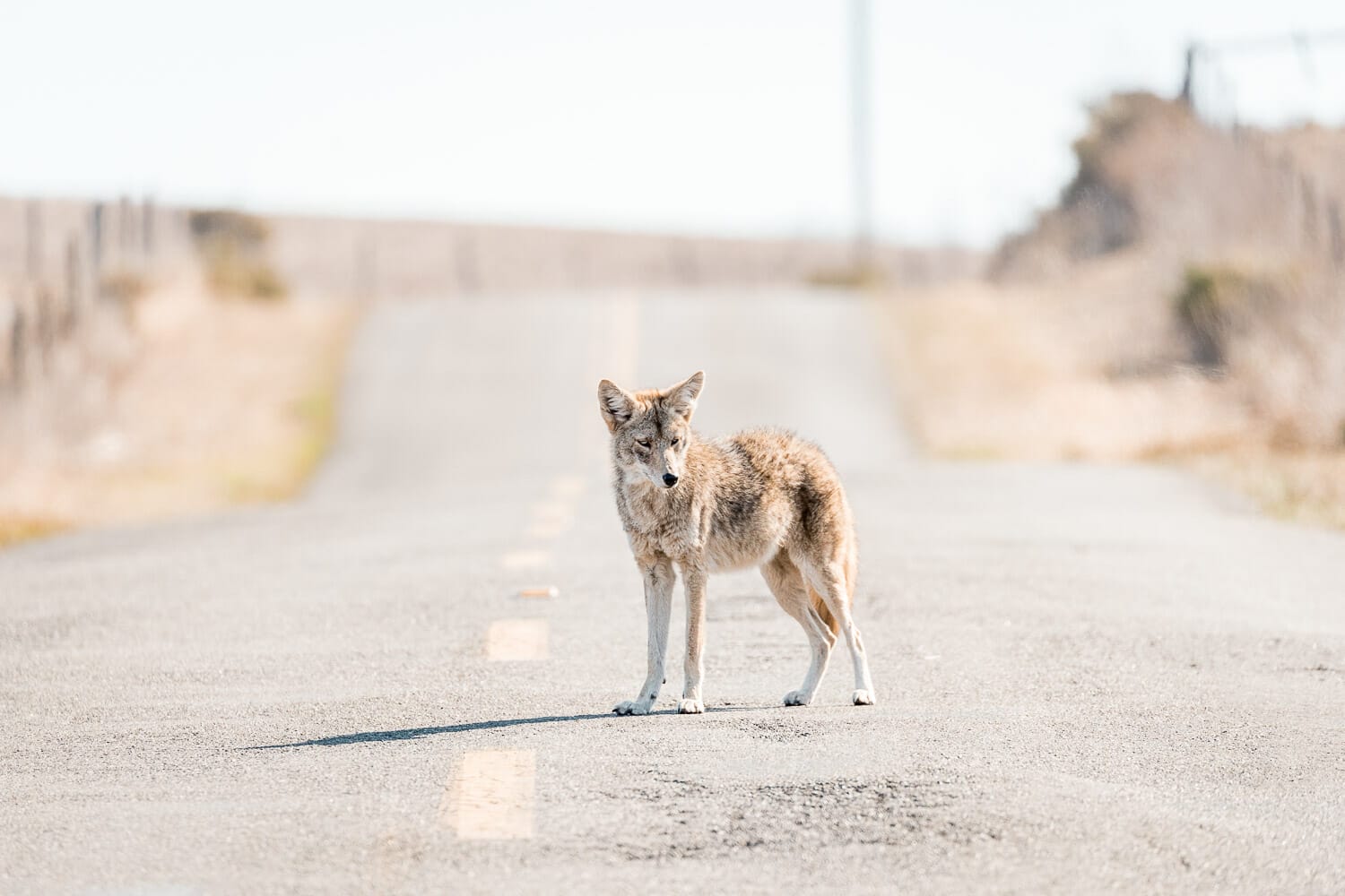 A coyote standing in the middle of a deserted road.