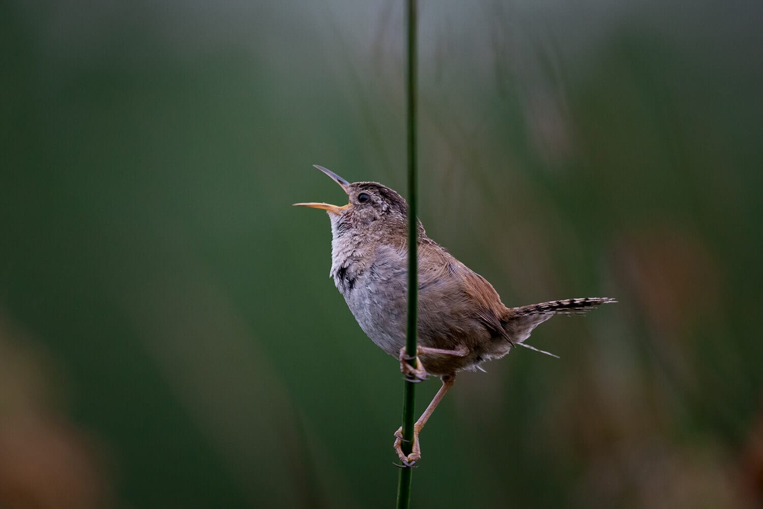 A small brown bird perched on a vertical stem singing or calling out.