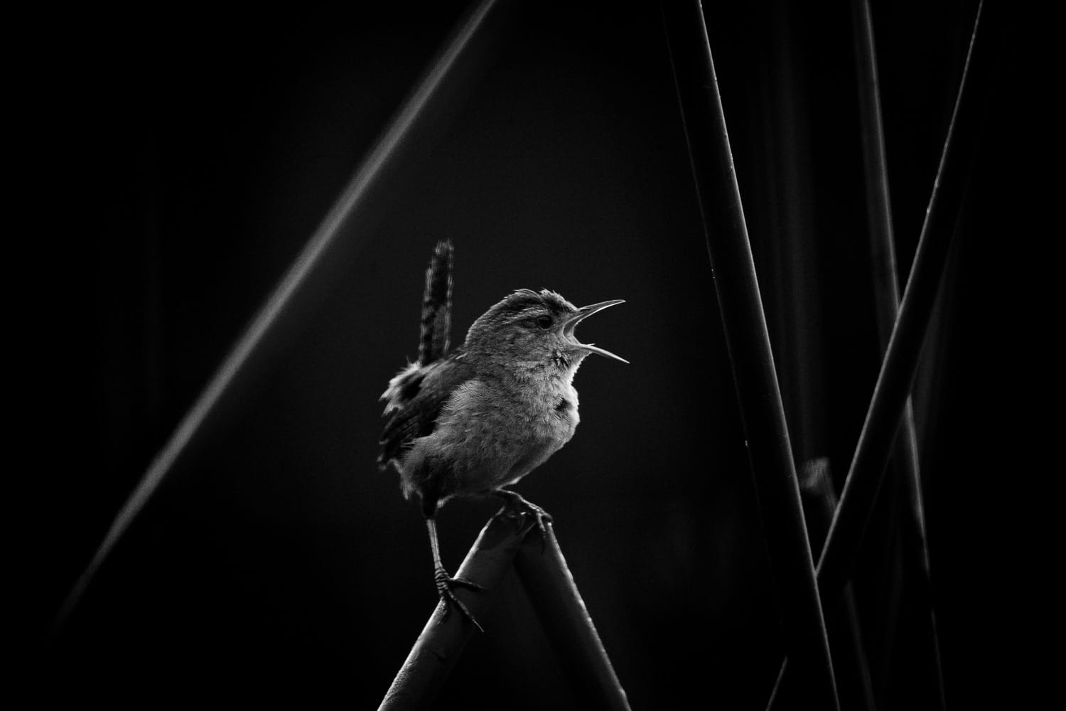 A bird perched on a branch, singing or calling, captured in a black and white photograph.