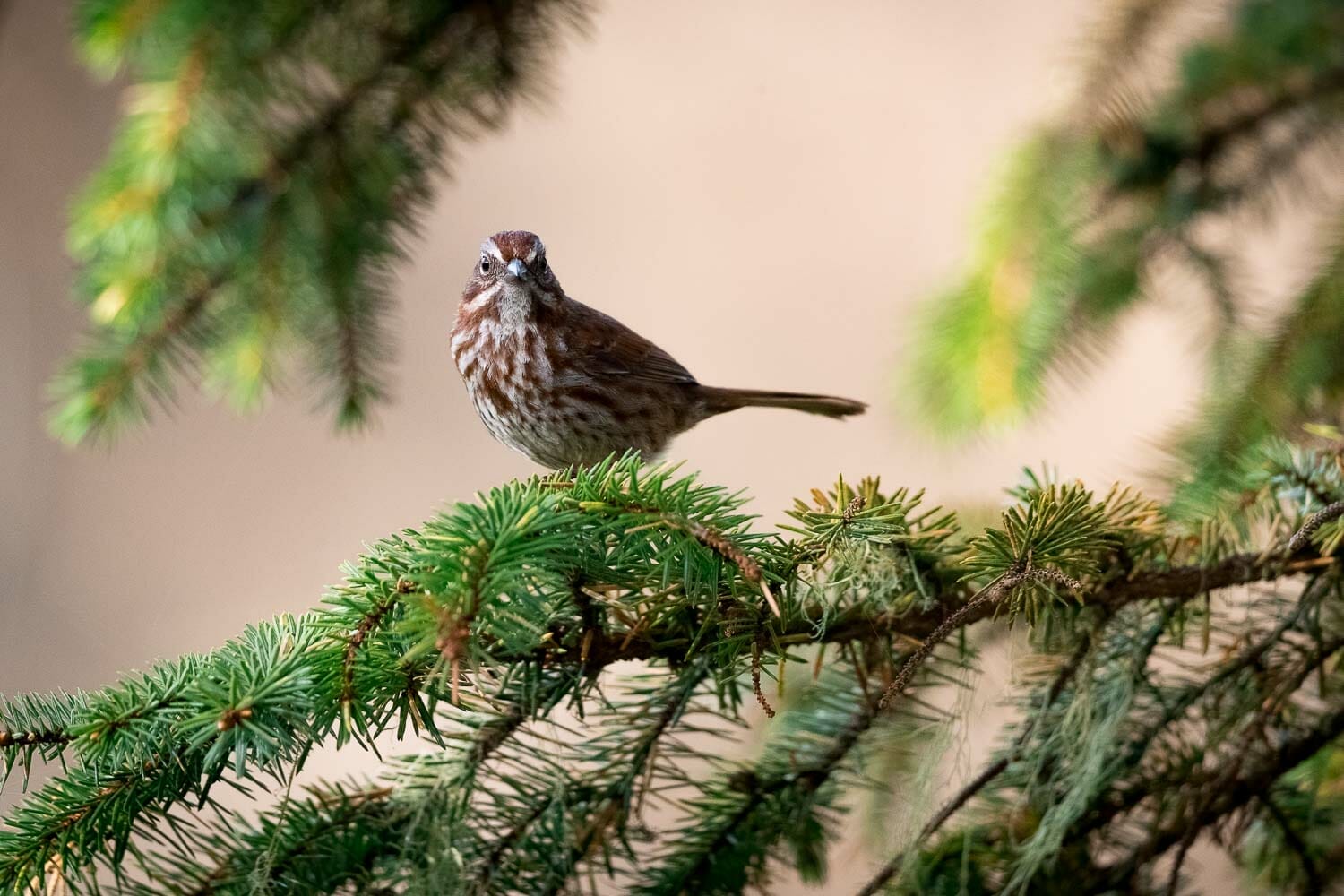 A song sparrow perched on the branch of a coniferous tree.