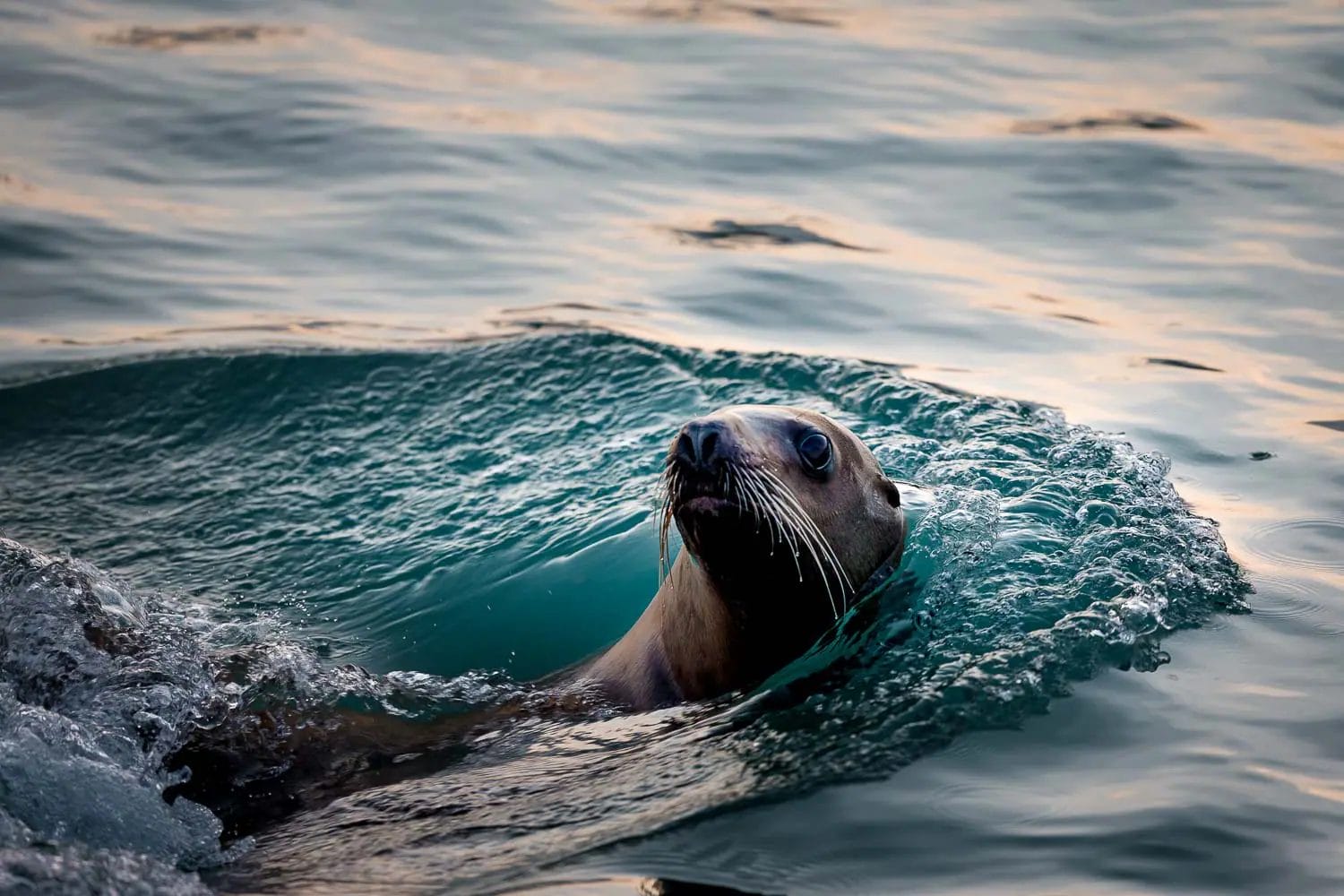 A seal swimming in the water, with its head emerging from the surface creating ripples.