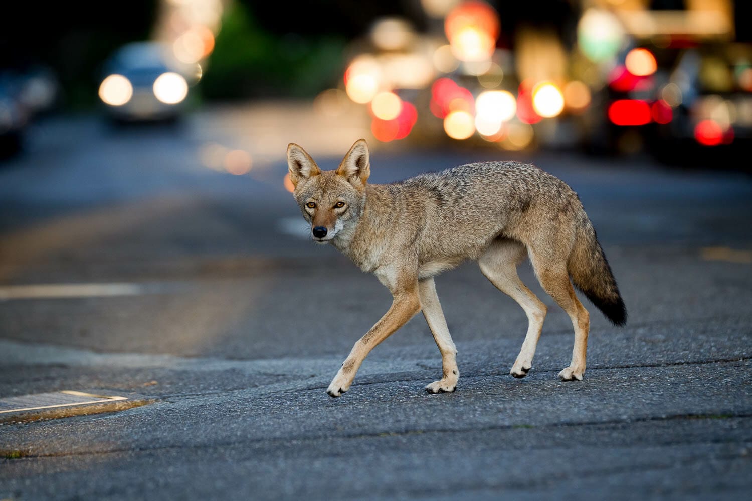 Urban Coyotes - Conservation Visual Storytellers Academy