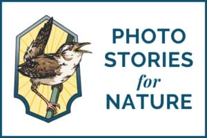 Illustrated logo of a bird with the text "photo stories for nature".