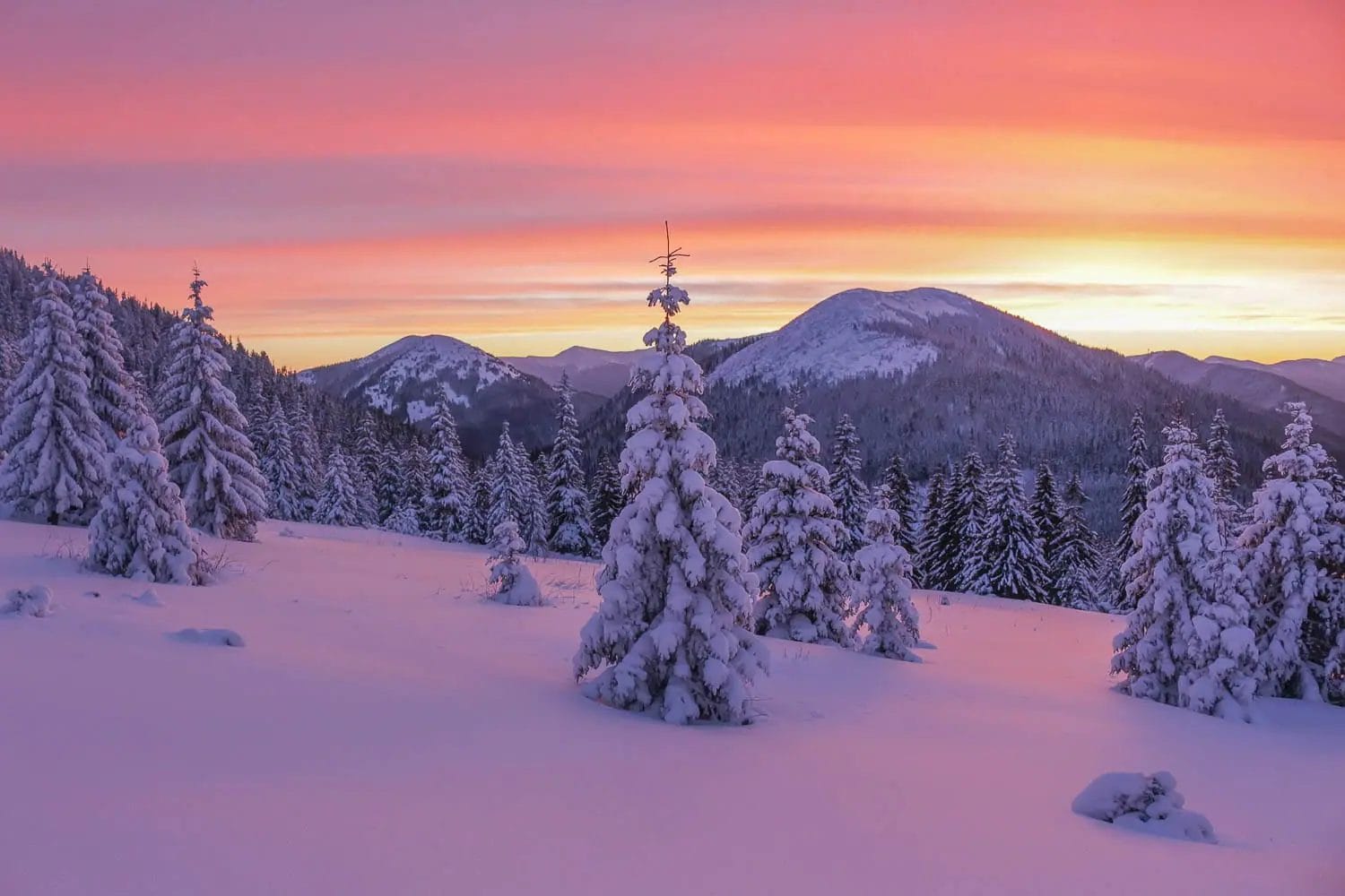 A serene winter sunrise over a snowy landscape with snow-covered trees.