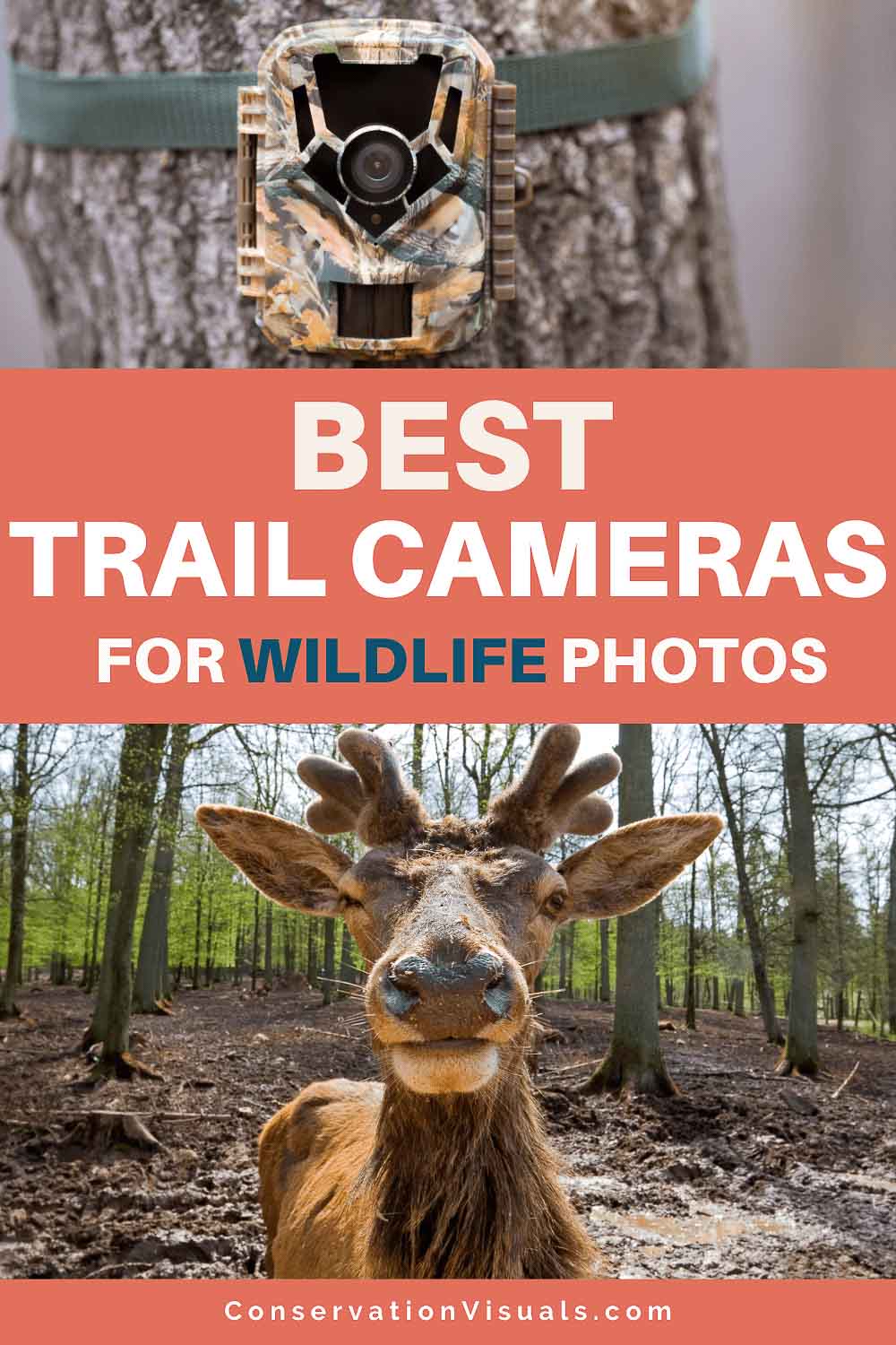 Best Trail Cameras For Wildlife Reviewed (2024)