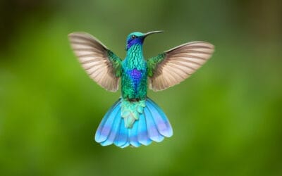 Hummingbird Photography: Essential Techniques for Beautiful Shots