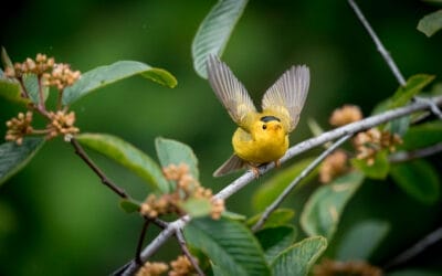 5 Strategies to Find the Positive Angle In Every Conservation Photo Story