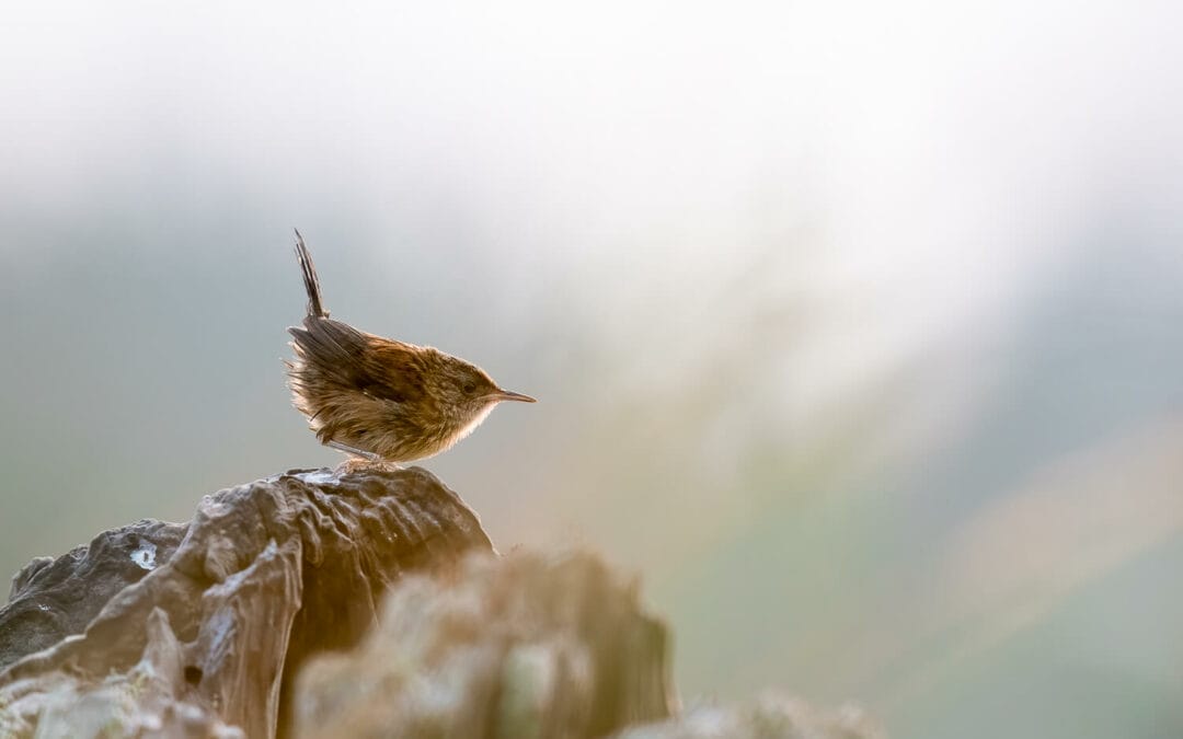 6 Surprising New Year Resolutions for Nature Photographers